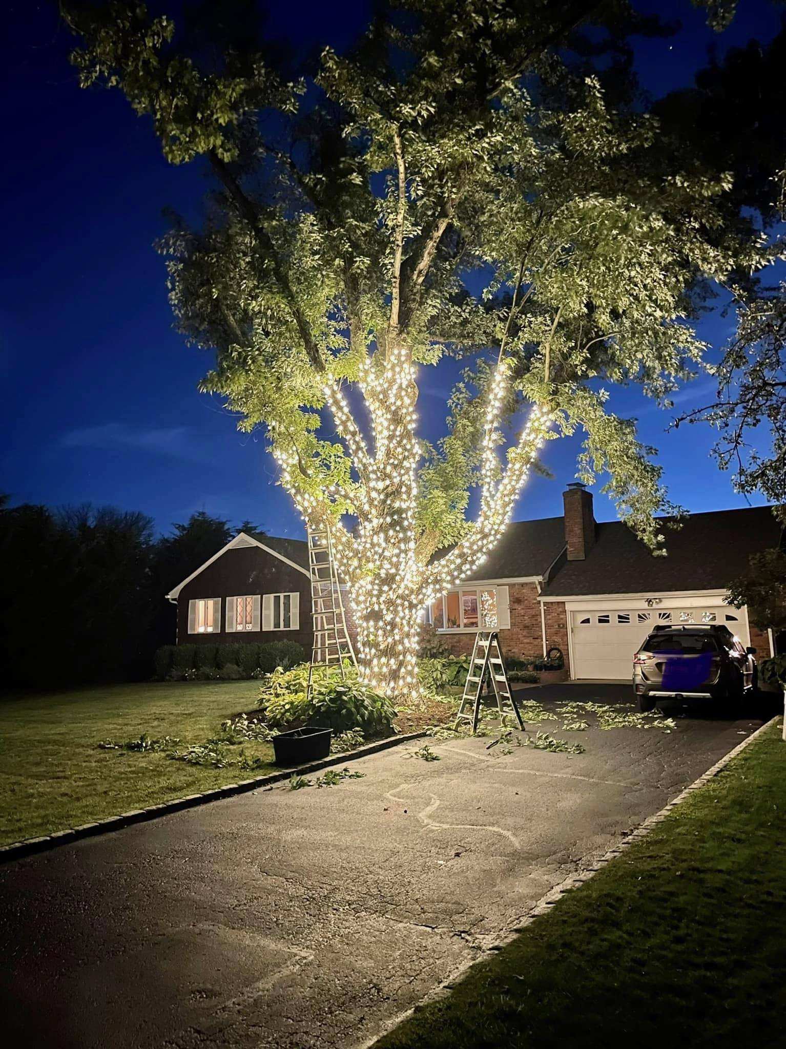 Mature tree fully wrapped in warm white lights at dusk